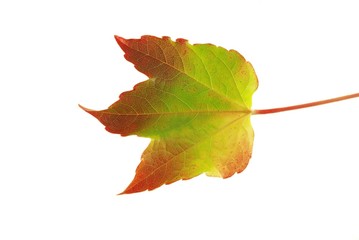 autumn leaf on white background