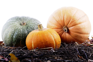 Fall plants border on a white background