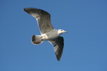 Bird. Seagull