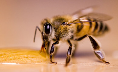 closeup of honey bee drinking syrup,shallow depth of field