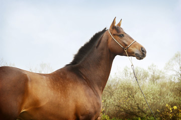 Obraz premium beautiful bay stallion