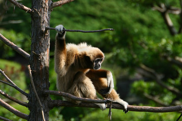 White Handed Gibbon Ape