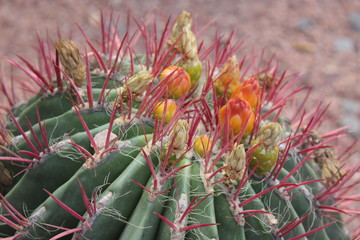 Obraz premium Cactus fleurissant
