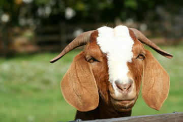Billy goat with head over fence