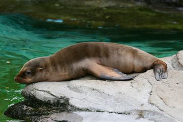 Baby seal 1