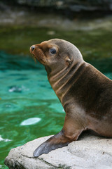 Naklejka premium Baby seal 3
