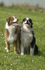 deux bergers australien ensemble