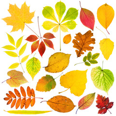 Collection of autumn leaves