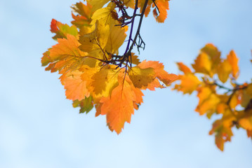 colorful autumn leafes macro closeup shallow DOF