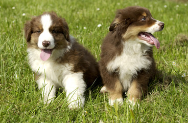 chiots bergers australien côte à côte © CallallooAlexis