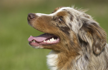 profil de berger australien © CallallooAlexis