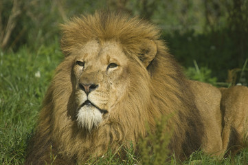Close up of a Lion (Panthera leo)