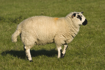 Female Sheep in the Peak District National Park