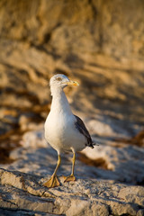 Seagull on a rock