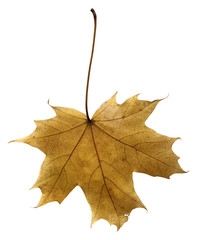 Yellow autumn maple leaf isolated on a white background