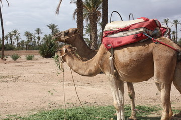 2 dromadaires dans la palmeraie