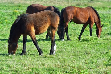 Obraz premium Horse grazing on a meadow