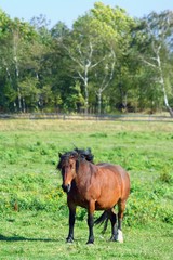 Horse grazing on a meadow
