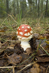 The poisonous fungus with red head .