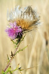 Blossoming prickly burdock in beams of the sun