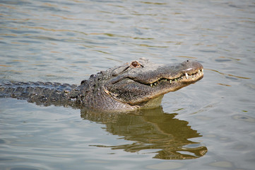 Krokodil im Teich