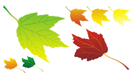 autumn leaves in vector