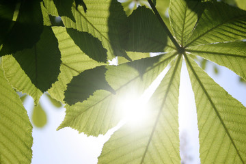Leaves of a chestnut and the sun