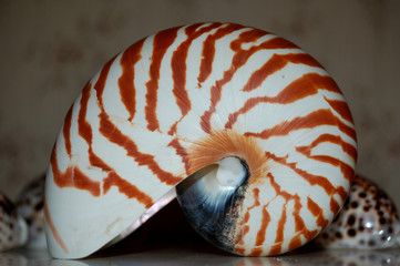 tropic shell