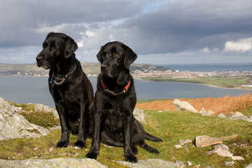 Views to the sea from walking up Conwy Mountain