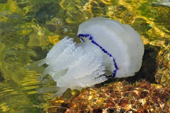 Jellyfish -Rhizostoma Pulmo