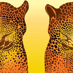 background with two leopards