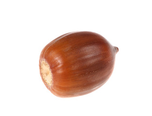 brown acorn