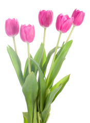 five pink tulips, isolated on white