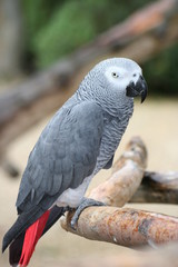 Graupapagei 7