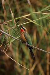 Weißstirnbienenfresser (Merops bullockoides)