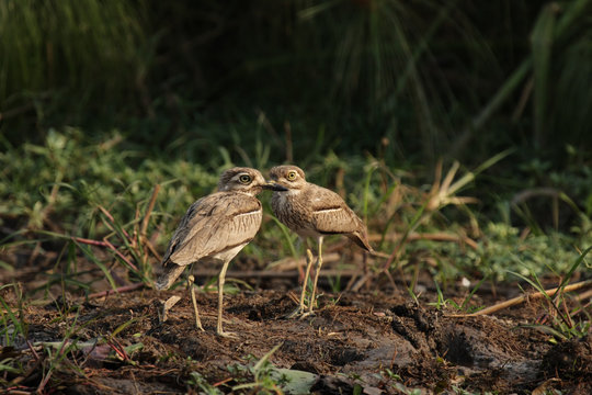 Zwei Wassertriele (Burhinus vermiculatus)