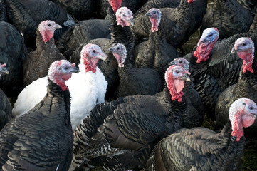 A flock of black Turkeys with one white Turkey