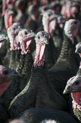 A flock of Turkeys with one Turkeys head in centre of frame