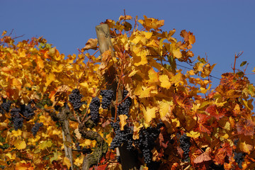 Buntes Herbstlaub mit blauen Weintrauben