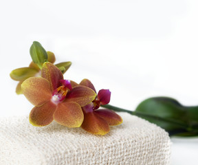 Orchid SPA setting
