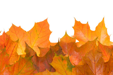 composition of autumn leaves on white background