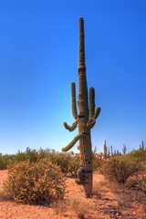 Saguaro cactus in the winter Arizona desert