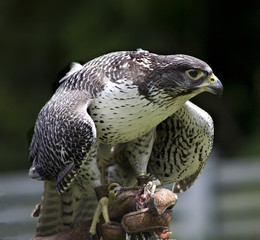 Gyr Falcon Falco Rusticolus eating from hand.