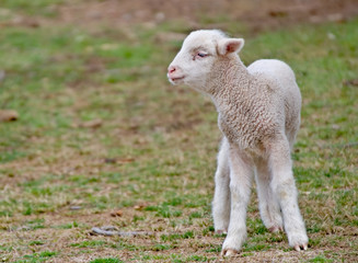 great image of a few day old lamb