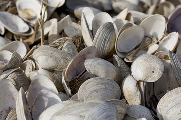 Muscheln © Angelika Bentin