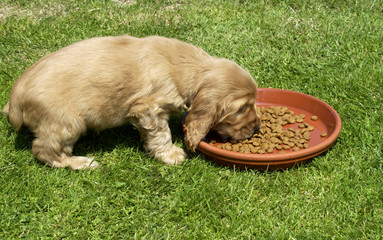 chiot cocker spaniel mangeant