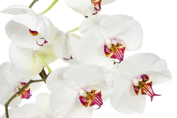 White orchid on a white background.
