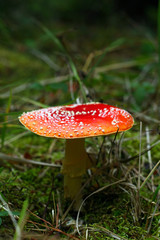 Red mushroom - toadstool