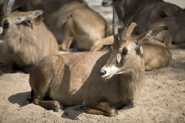 Afternoon tea time for antelopes and goats