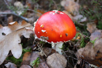 Amanita muscaria